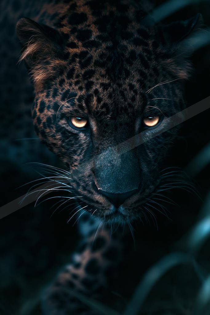 Big cat.