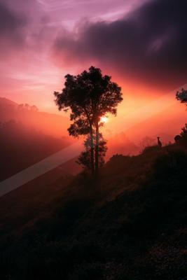 A dramatic nature scene of trees, sunrise, sunset.