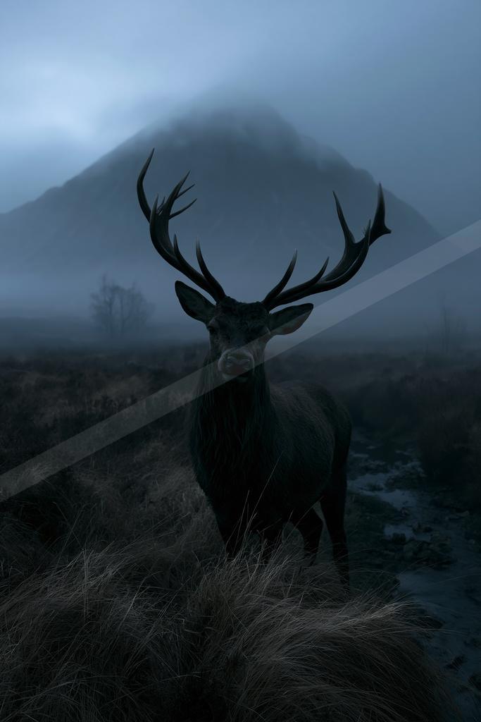 A large dark stag with impressive antlers stands facing the camera in a misty, grassy moorland with a foggy mountain in the background.