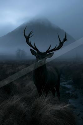 A large dark stag with impressive antlers stands facing the camera in a misty, grassy moorland with a foggy mountain in the background.