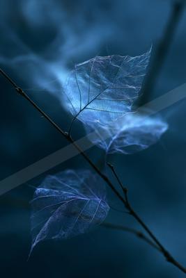 A blue hour nature scene of plants.