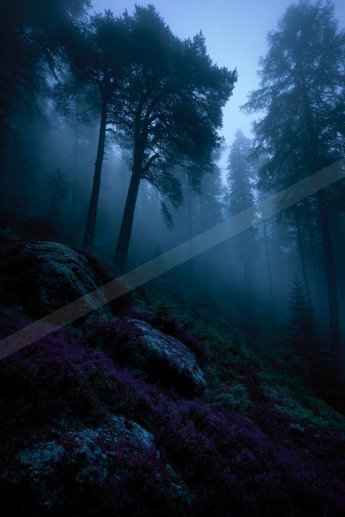 Tall coniferous trees shrouded in thick blue mist rise above a hillside covered in vibrant purple heather and large mossy rocks in a moody forest scene.