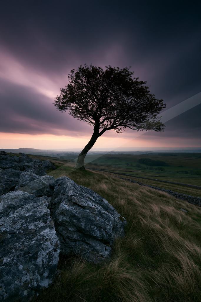 A moody nature scene of trees.