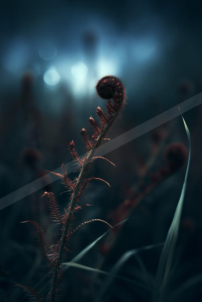 A moody nature scene of plants, flowers, field.