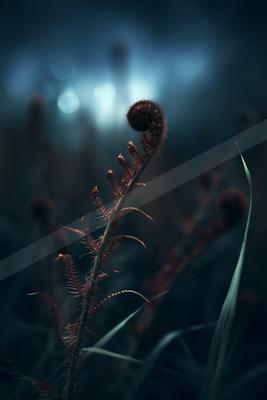 A moody nature scene of plants, flowers, field.