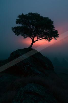 A lone tree silhouetted against a vibrant pink and blue twilight sky, perched atop a large rocky outcrop in a misty landscape.