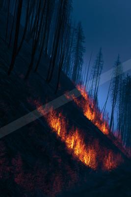 A night nature scene of forest.