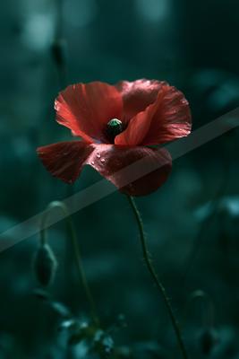 A moody nature scene of flowers.