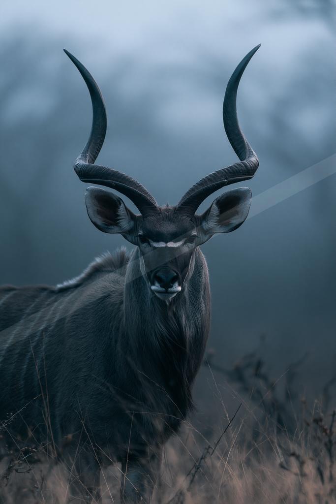 A black-toned bright photograph of impala, hartebeest, gazelle.