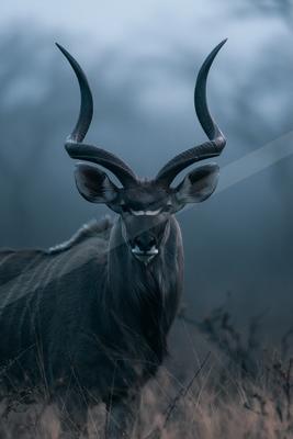 A black-toned bright photograph of impala, hartebeest, gazelle.