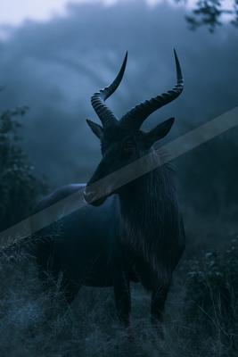 A black-toned moody photograph of hartebeest, impala, gazelle.