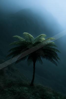A dramatic nature scene of palm tree, fog.