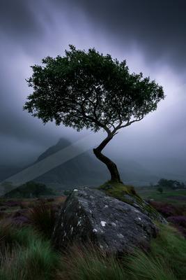 A moody nature scene of trees.