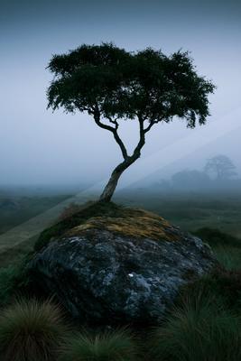 A serene nature scene of trees, fog.