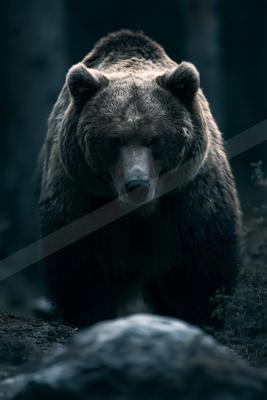 A moody wildlife photo of bear.