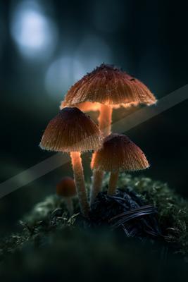 A moody nature scene of forest.