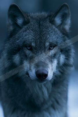 A close-up portrait of a gray wolf with striking blue eyes and snow on its fur, looking directly at the camera.