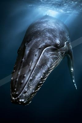 A large humpback whale swims just below the ocean surface, illuminated by beams of sunlight in deep blue water.
