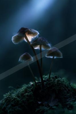 A night nature scene of forest.