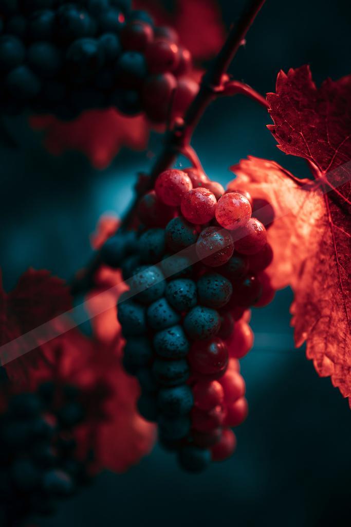 A black-toned moody photograph of red wine, hip, wine bottle.