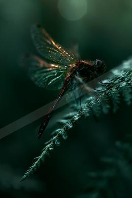A moody macro wildlife photo of wildlife.