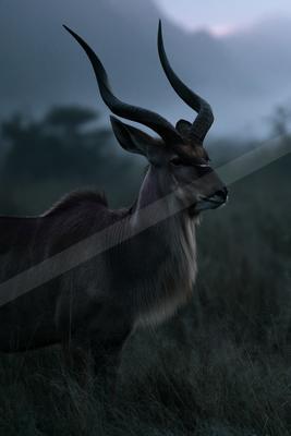 A majestic greater kudu bull with large spiral horns stands in tall grass, looking to the right against a foggy mountainous backdrop.
