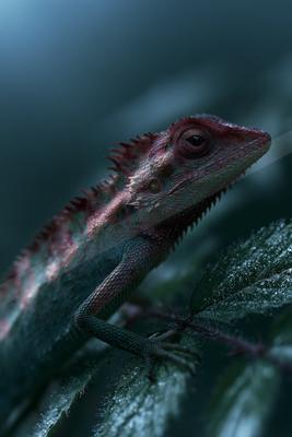 A moody wildlife photo of wildlife.