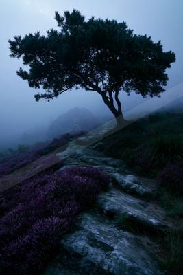 A serene nature scene of trees, fog.