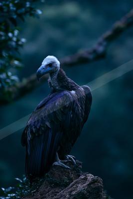 A moody wildlife photo of wildlife, bird.