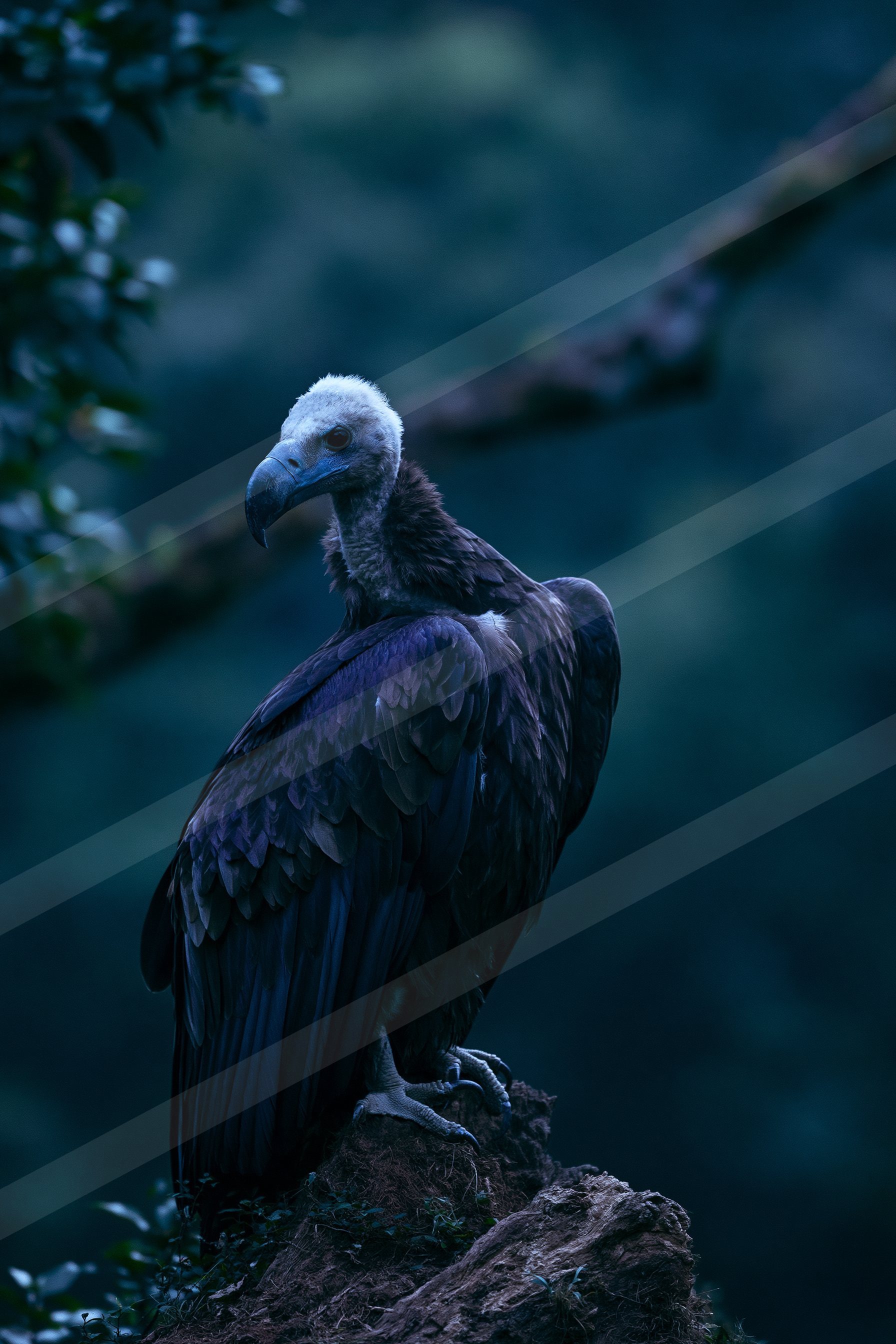 Eagle.