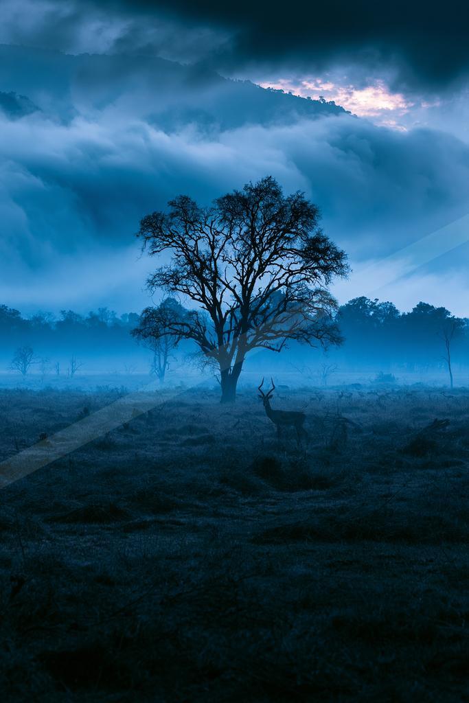 A blue hour nature scene of trees, fog.