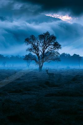 A blue hour nature scene of trees, fog.