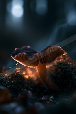 A moody wildlife photo of wildlife.
