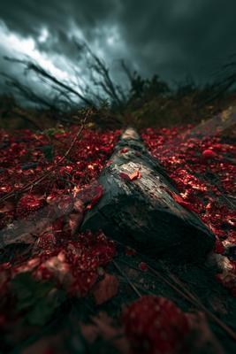 A night nature scene of flowers.