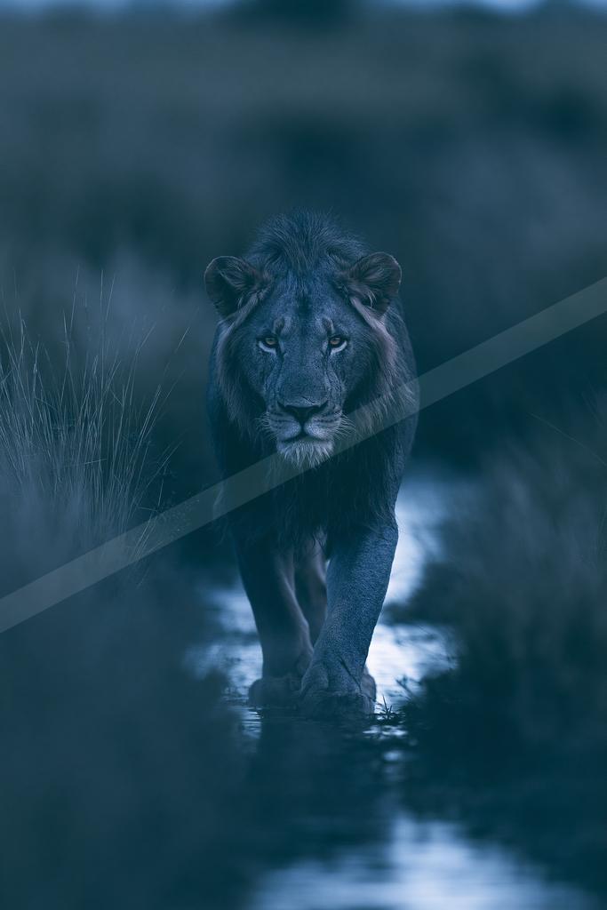 A moody wildlife photo of big cat.