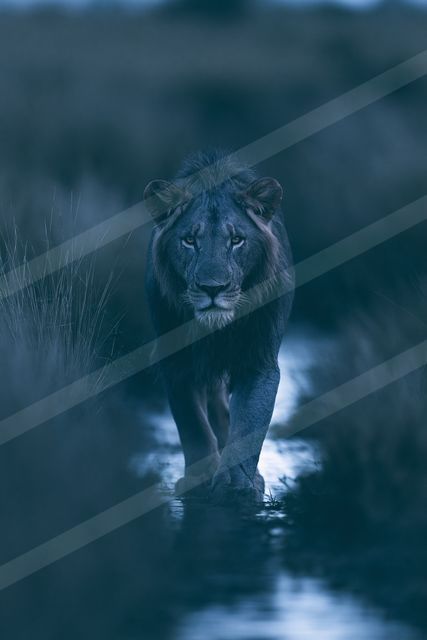 Big cat.