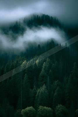 A dramatic nature scene of forest, trees, fog.