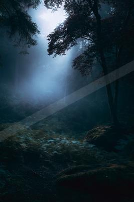 A night nature scene of forest.