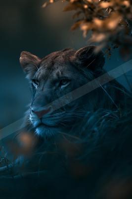 A black-toned moody photograph of lion, cougar, jaguar.
