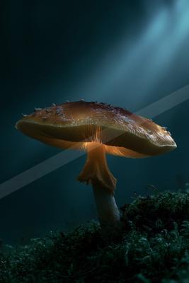 A single mushroom with an orange-brown cap and glowing underside stands on a mossy forest floor, illuminated by dramatic blue light beams from above.