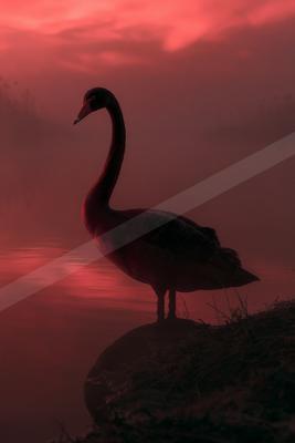 A black swan with a long curved neck stands on a dark rock at the edge of calm water, silhouetted against a dramatic red and pink sky at dusk.