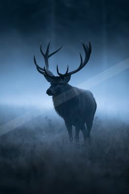A blue hour wildlife photo of deer, fog.