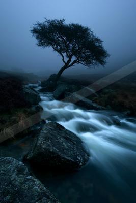 A solitary windswept tree stands on a rocky outcrop beside a fast-flowing stream with smooth white water, surrounded by fog and purple heather on a moody moorla