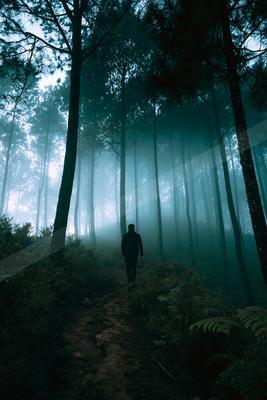 A night nature scene of forest, fog.