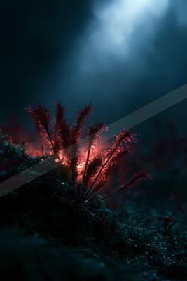 A moody water scene of ocean, forest.