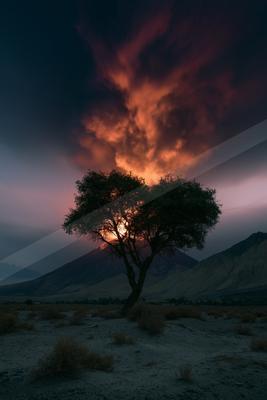 A solitary tree stands silhouetted against a vibrant orange and red sunset sky, with rugged mountains in the background and dry desert scrub in the foreground.