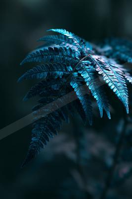 A moody nature scene of plants.