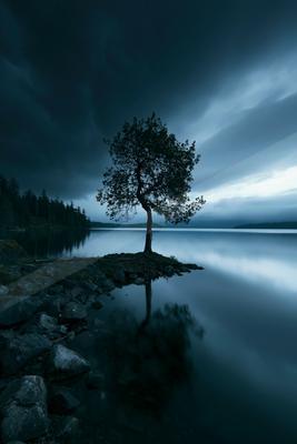 A lone tree stands by a serene lake under a moody twilight sky, with its reflection perfectly mirrored on the water's surface.