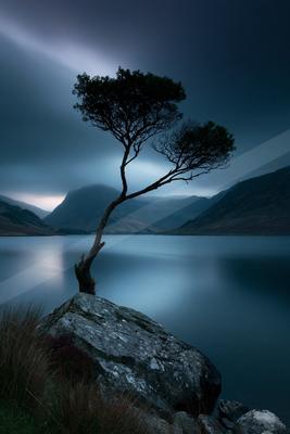 A solitary windswept tree grows from a large rock beside a calm lake, with dark mountains and dramatic cloudy sky in the background.