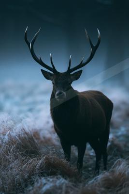 A moody wildlife photo of deer.